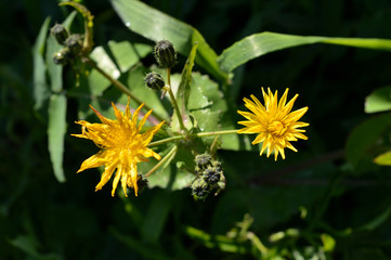 Close-up of Common Sowthistle Flowers, Nature, Macro