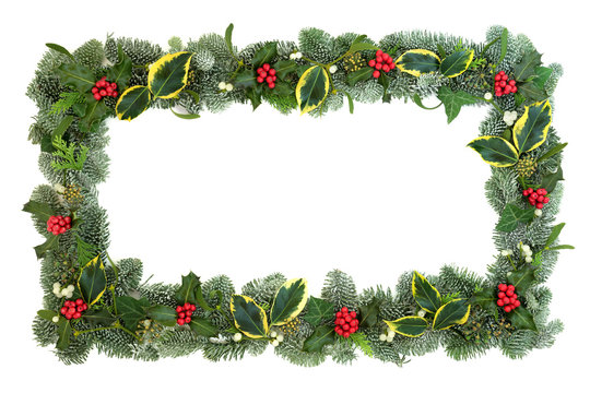 Winter and Christmas background border with flora of holly, snow covered spruce fir, ivy, mistletoe and cedar leaves isolated on white.