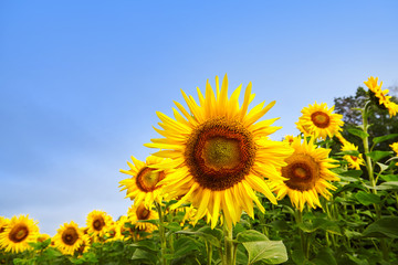 Obraz premium Fields with an infinite sunflower. Agricultural field. Sunflowers blooming in the bright blue sky, nice landscape with sunflowers