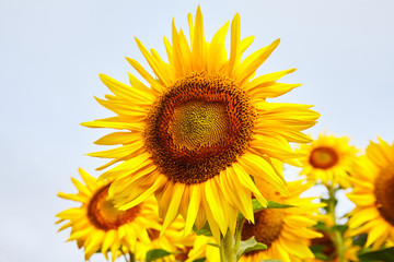 Fields with an infinite sunflower. Agricultural field. Sunflowers blooming in the bright blue sky, nice landscape with sunflowers