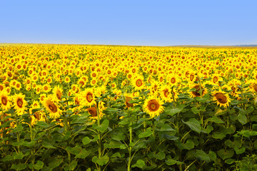 Fields with an infinite sunflower. Agricultural field. Sunflowers blooming in the bright blue sky, nice landscape with sunflowers