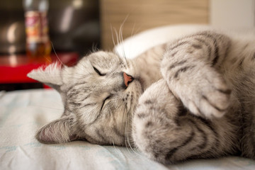 Scottish cute sleeping gray cat lying on pillow