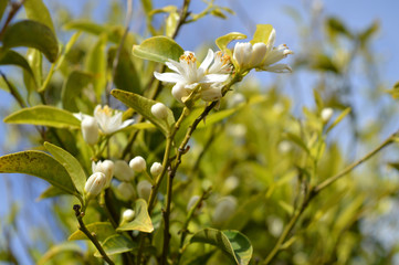 Flower of Sicily, Close-up of Mandarin Orange Flowers, Nature, Macro