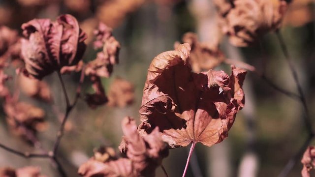 木漏れ日の森 紅葉 ３７ 晩秋のもみじ かえで