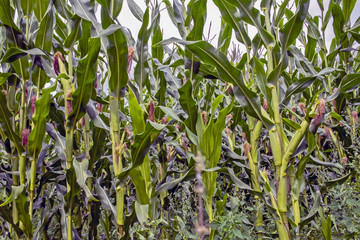 corn farm. maize field in organic farmland
