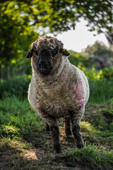 Obraz premium sheep close up