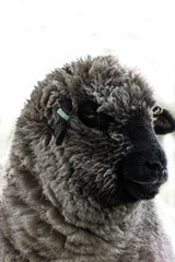 black and white sheep