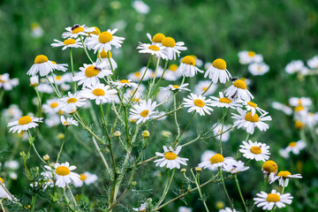 White chamomiles on a green background. Chamomile pattern_