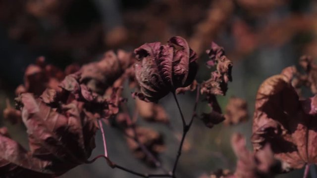 木漏れ日の森 紅葉 ３９ 晩秋のもみじ かえで