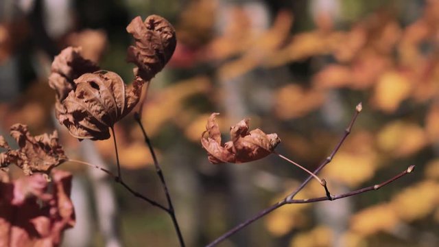 木漏れ日の森 紅葉 ４０ 晩秋のもみじ かえで