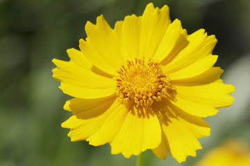 Obraz premium Yellow flowers of lance leaved tickseeds of the sunflower family, coreopsis (Coreopsis pubescens) in garden.