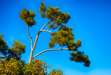 Top of Cedar tree against blue sky.