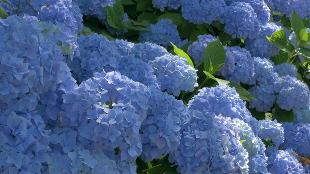 紫陽花