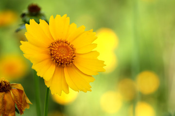 Yellow flowers of lance leaved tickseeds of the sunflower family, coreopsis (Coreopsis pubescens) in garden.