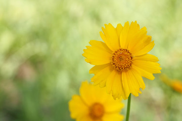 Yellow flowers of lance leaved tickseeds of the sunflower family, coreopsis (Coreopsis pubescens) in garden.
