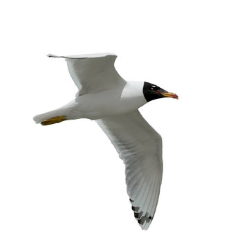 Seagull in flight  isolated