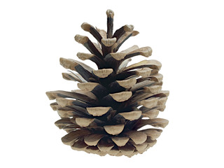 Pine cone isolated
