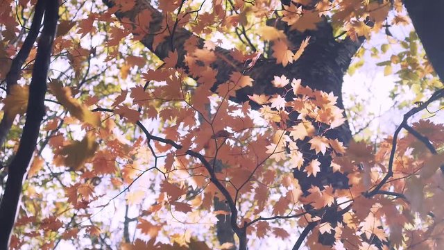 木漏れ日の森 紅葉 ４６ 晩秋のもみじ かえで
