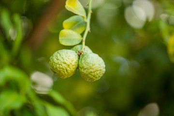 Bergamot in the garden