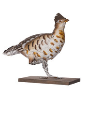 oiseau