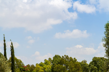 Blue sky and crowns of trees