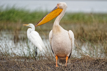 Pelican