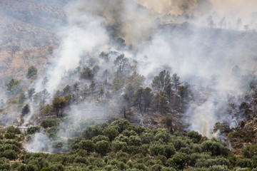 Incendio forestal en los bosques de Granada, España