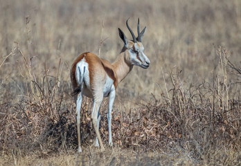 Naklejka na ściany i meble The springbok is a medium-sized antelope found mainly in southern and southwestern Africa