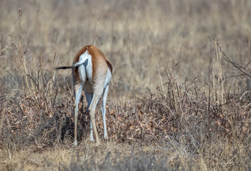 Naklejka na ściany i meble The springbok is a medium-sized antelope found mainly in southern and southwestern Africa