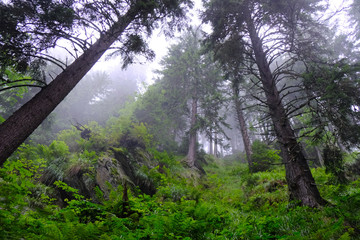 Rumunia, Karpaty Rumuńskie - Góry Fagaras, drzewa na leśnym szlaku w okolicach Balea Cascada