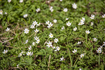 white flowers in the wood