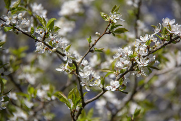 Spring apple flowers in blossom - spring flower background. Apple tree branch with spring apple flowers in the spring garden. Closeup of apple spring flowers. 