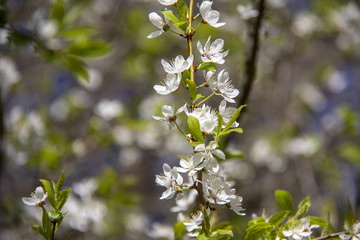 Spring apple flowers in blossom - spring flower background. Apple tree branch with spring apple flowers in the spring garden. Closeup of apple spring flowers. 