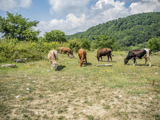 Cows sip on the green glade