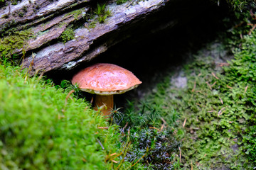 Podgrzybek brunatny (Imleria badia) - bardzo smaczny jadalny grzyb © Iwona