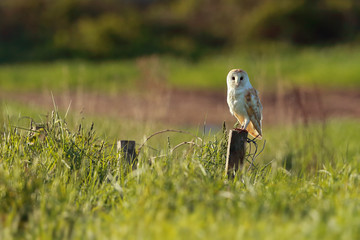 Barn owl on fence post with grasses