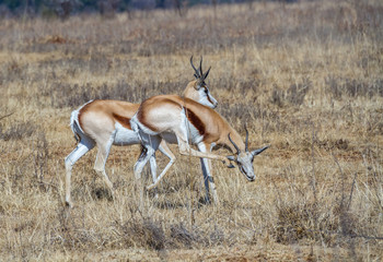 The springbok is a medium-sized antelope found mainly in southern and southwestern Africa
