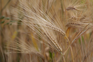 Close up shot of two cereal plant stems against the plantation