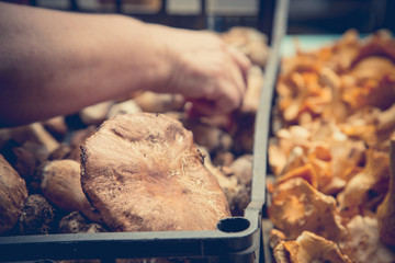 Chanterelles and bolete mushrooms on market stall / Fresh raw mushrooms on marketplace 