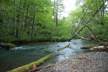 Obraz premium 水, 川, 森, 流れ, たき, 自然, 緑, 木, 風景, 木, クリーク, 岩, 秋, ブルック, コケ, 優雅な, とぶ, 木, 岩, 落ちる, 山, 木, ウィルト, 包囲, 明媚