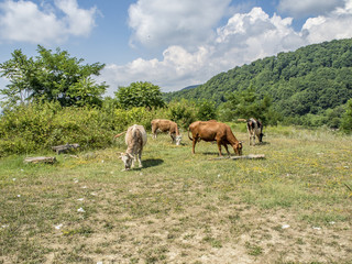 Cows sip on the green glade