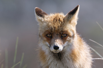 Fototapeta premium Fox Portrait