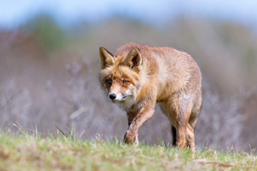Red Fox