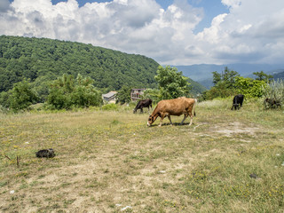 Fototapeta na wymiar Cows sip on the green glade