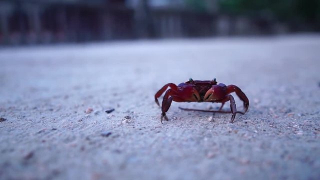 カニの歩行