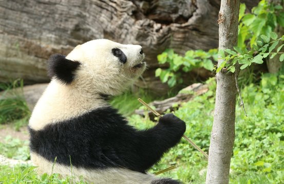 Panda bear eating and relaxing