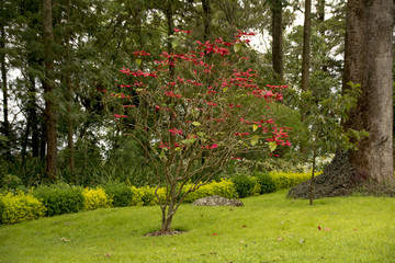 apple tree with red flowers