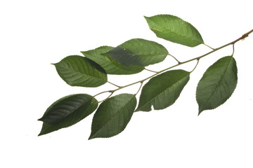 Fototapeta na wymiar tree leaves isolated on white background
