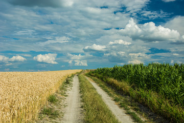 Fototapeta na wymiar Country road through fields on a hill and white clouds in the sky