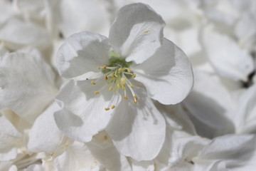 white Apple blossom on a background of white petals